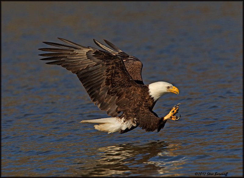 _2SB1961 american bald eagle.jpg